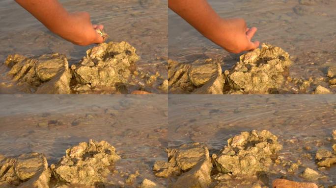 手在海石上摘下一只小螃蟹
