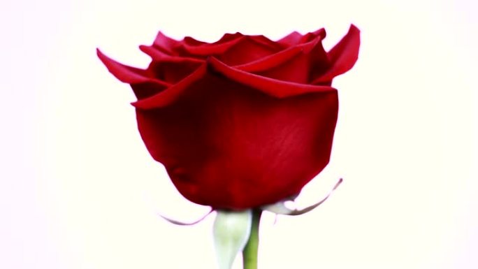 红玫瑰的特写镜头在白色背景上旋转。宏观镜头玫瑰花瓣。