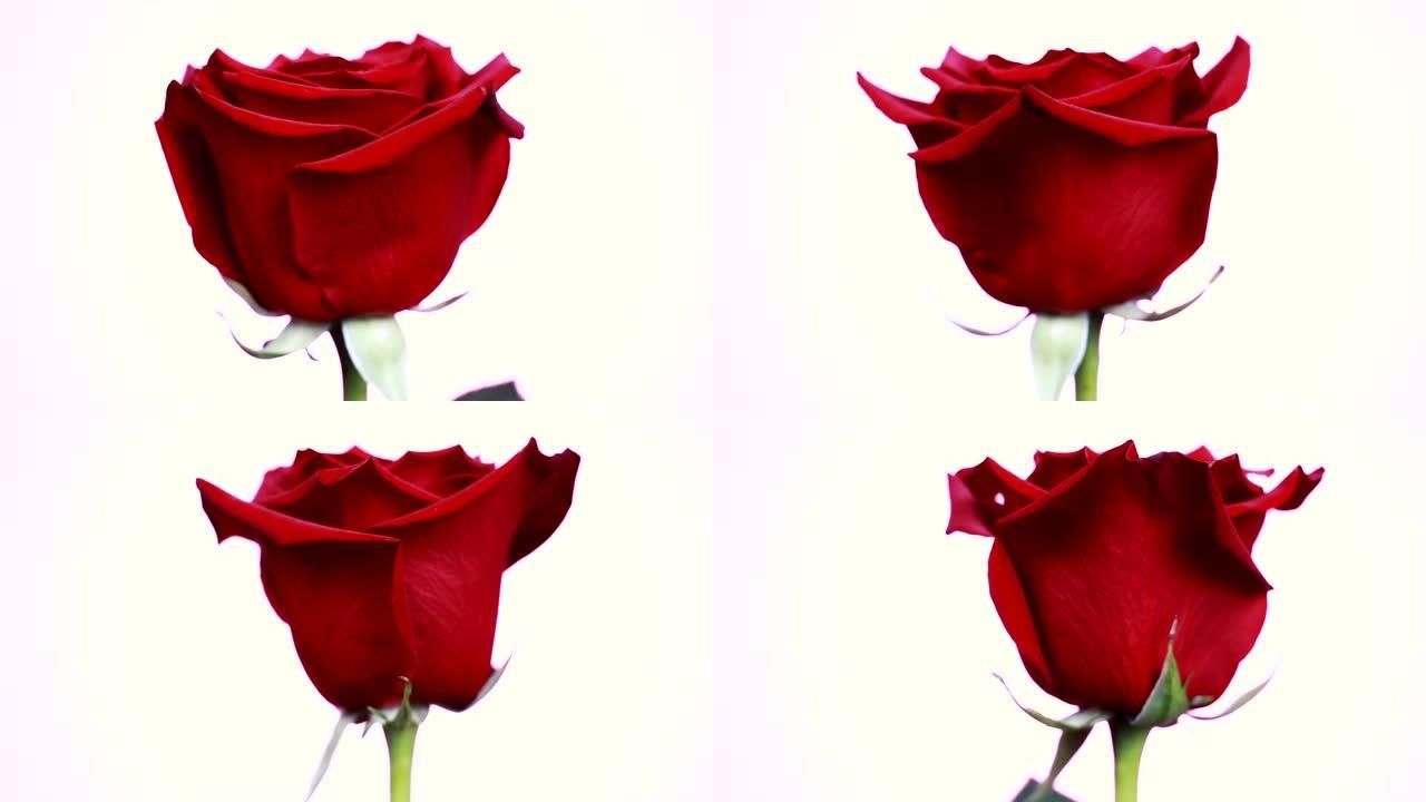 红玫瑰的特写镜头在白色背景上旋转。宏观镜头玫瑰花瓣。