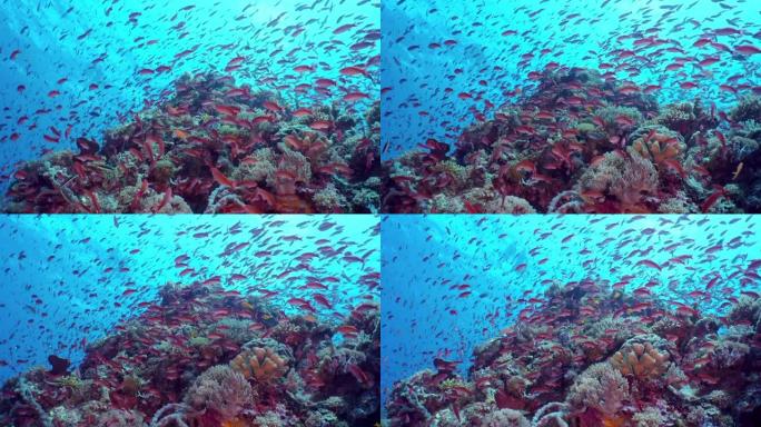 礁石上的一群美丽的红色小鱼