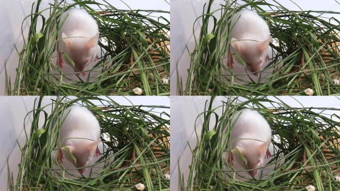 白色白化病实验室老鼠坐在绿色的干草，干草和清洁用爪子清洗它的肌肉和鼻子。可爱的小啮齿动物枪口特写，宠