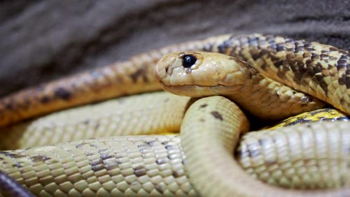 眼镜蛇角 (Naja nivea) 非常危险的蛇