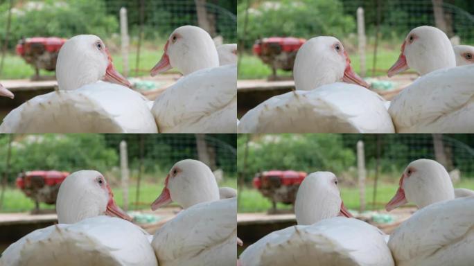 两只白鸭住在鸭舍里，它们像情人一样依偎在一起。