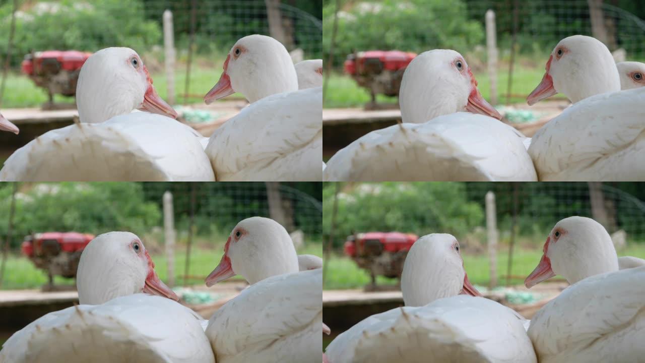 两只白鸭住在鸭舍里，它们像情人一样依偎在一起。