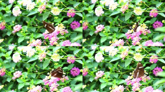 蝴蝶在花园里的粉红色白色马tana卡马拉花朵上找到甜蜜