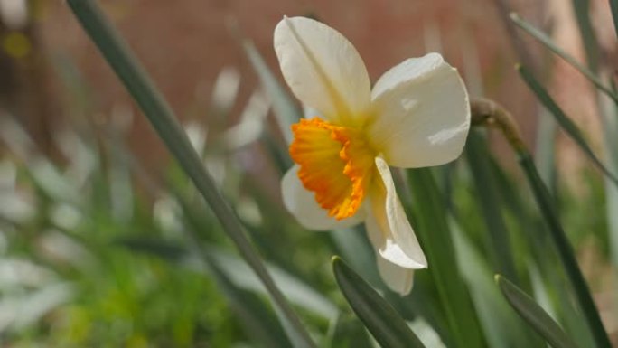 黄白色水仙诗意花蕾在花园4K