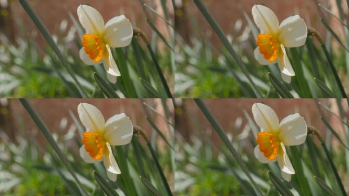 黄白色水仙诗意花蕾在花园4K
