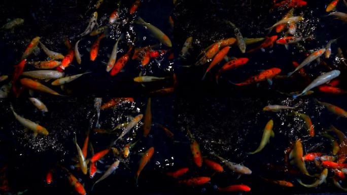 锦鲤鱼或阿穆尔鲤鱼在池塘里慢动作游泳。更具体地说，它是nishikigoi和有色鲤鱼品种