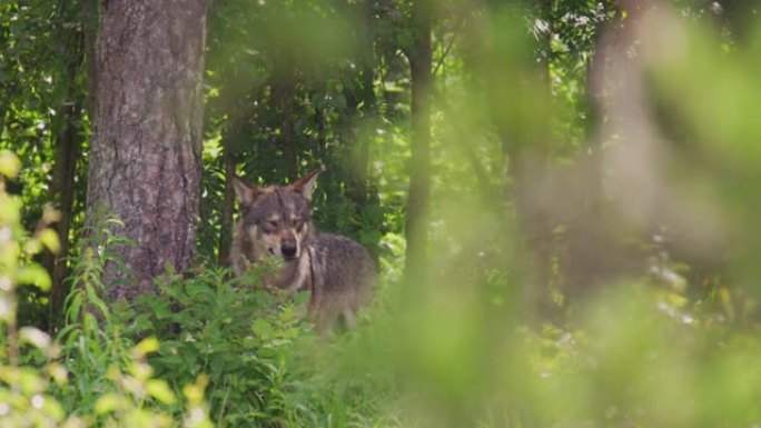大型灰狼在茂密的夏季森林中照顾对手和危险