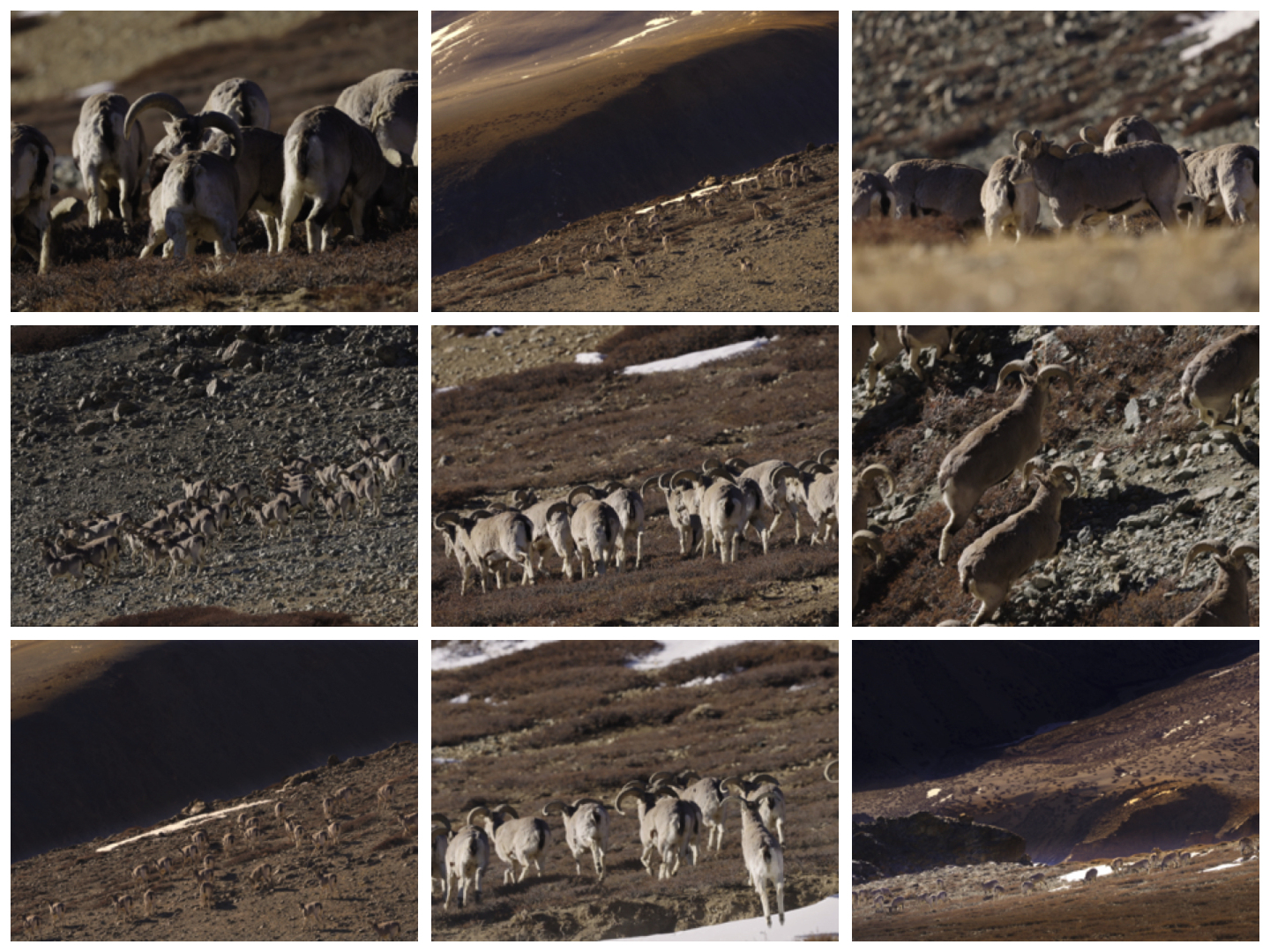 岩羊 国家二级保护动物 青藏高原