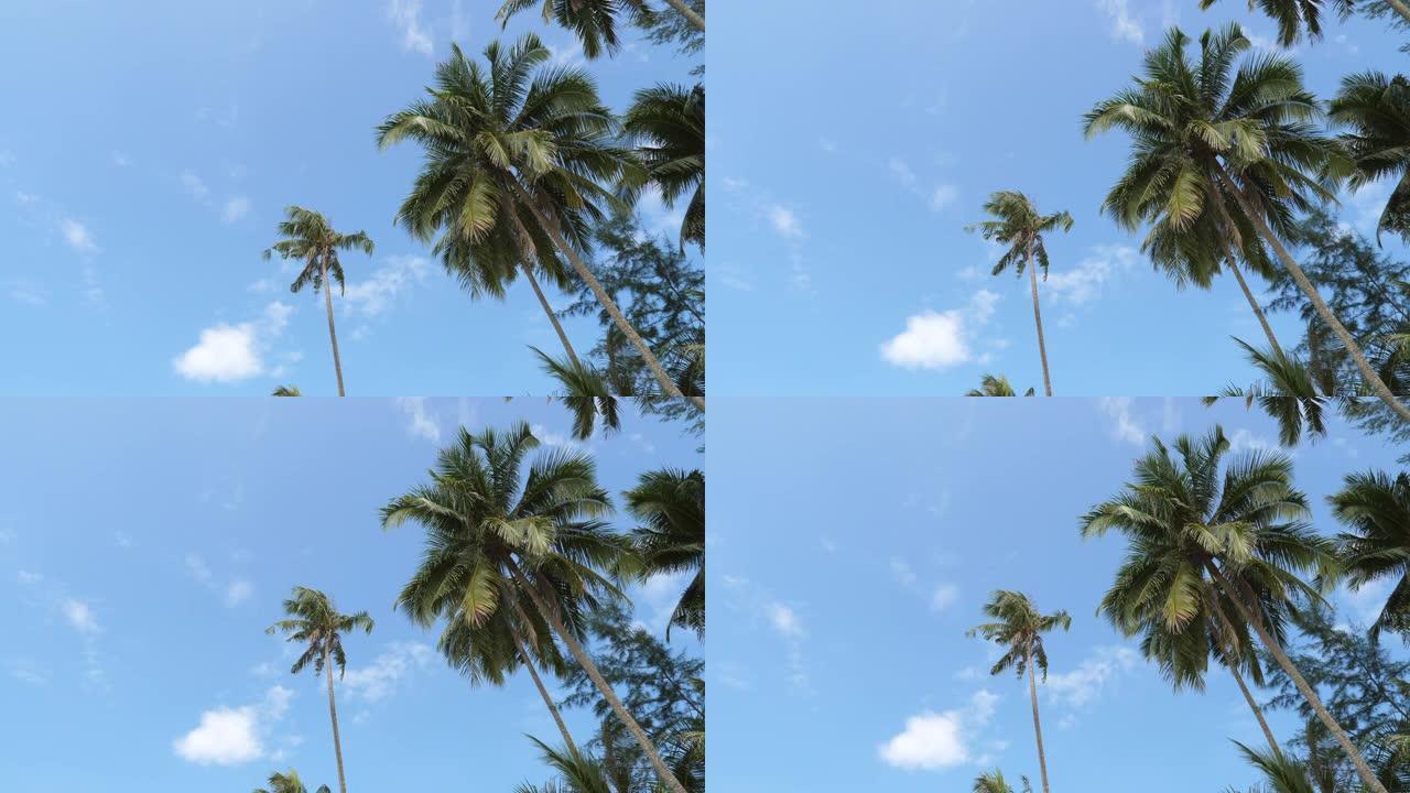 沿海滩的蓝天下椰子树的低角度视图