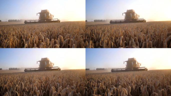 日落时分，现代收割机在田间收集成熟小麦作物。结合骑马穿过乡村切割大麦的黄色秸秆。背景下谷物田的风景。