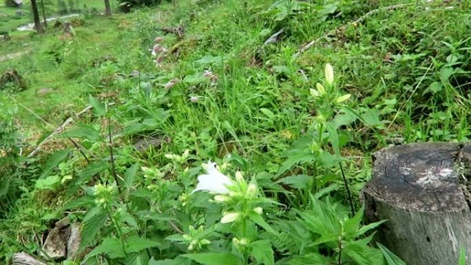 生长在齐勒塔尔山谷阿尔卑斯山的白色簇状风铃草 (Campanula glomerata alba)。