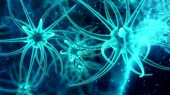 神经干细胞脑发育分裂过程传递扩散