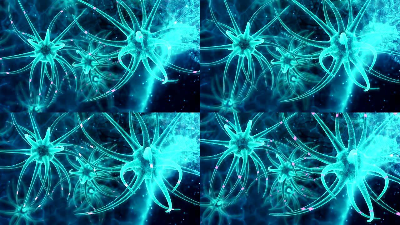 神经干细胞脑发育分裂过程传递扩散