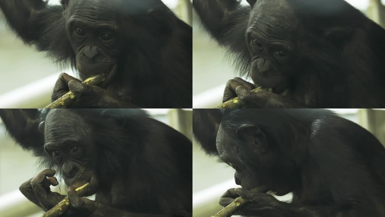 倭黑猩猩咀嚼棍子