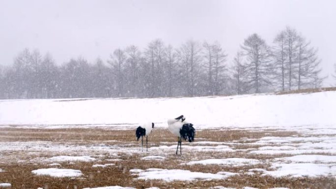 日本起重机，日本北海道