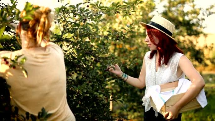 两个女性朋友喜欢在果园里捡樱桃