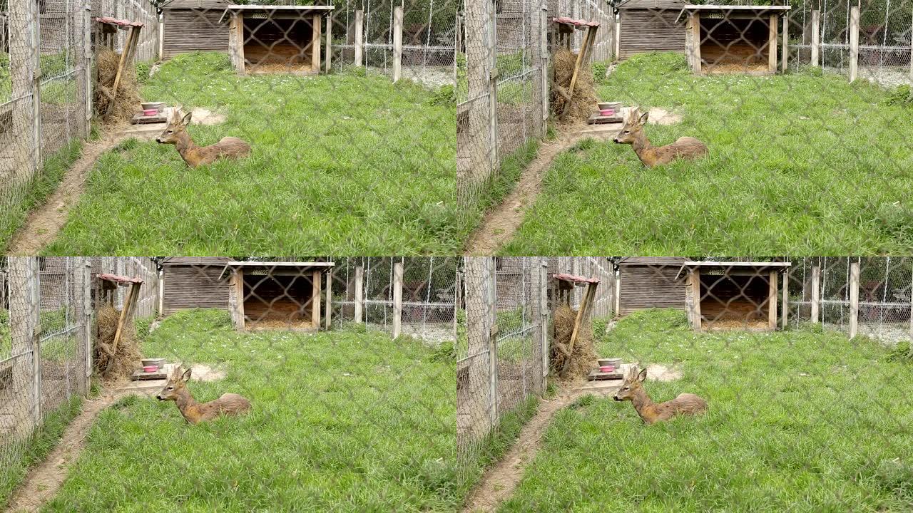 一只小鹿躺在动物园鸟舍的笼子里，野生动物