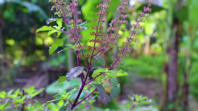 泰国圣罗勒叶甜罗勒植物在自然生长的花园。罗勒是一种芳香草本植物，是泰国烹饪中的常见成分。学名，Oci