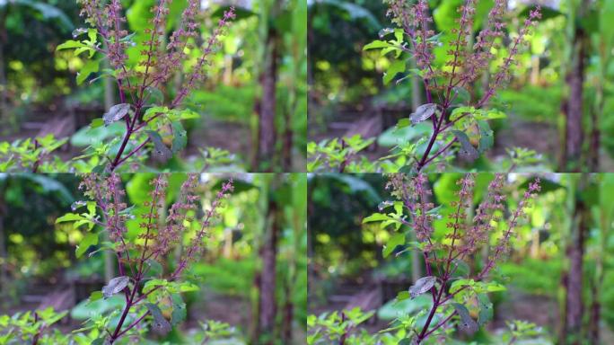泰国圣罗勒叶甜罗勒植物在自然生长的花园。罗勒是一种芳香草本植物，是泰国烹饪中的常见成分。学名，Oci