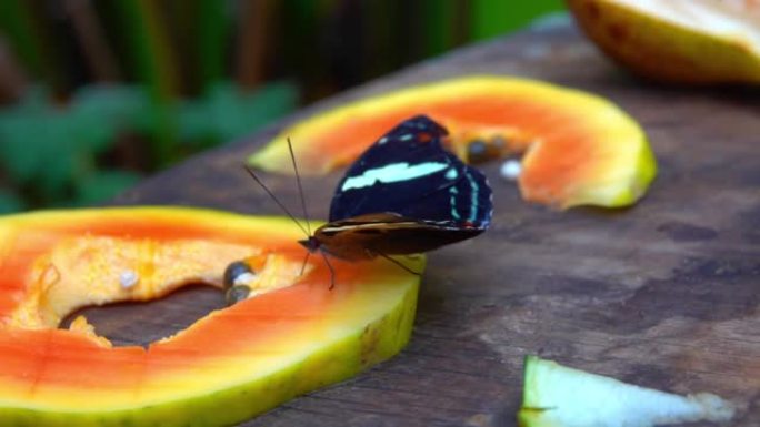 热带黑橙蝴蝶坐在异国情调的水果上