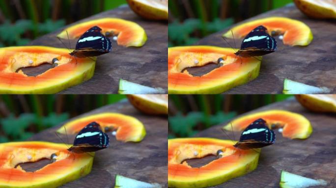 热带黑橙蝴蝶坐在异国情调的水果上