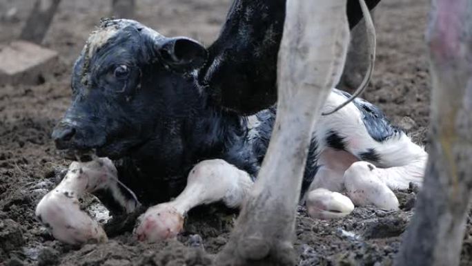 奶牛产犊。母牛舔着她刚出生的小牛。