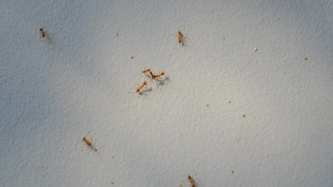 救援红蚂蚁正在把他的朋友们的遗体带回它们的巢穴。
