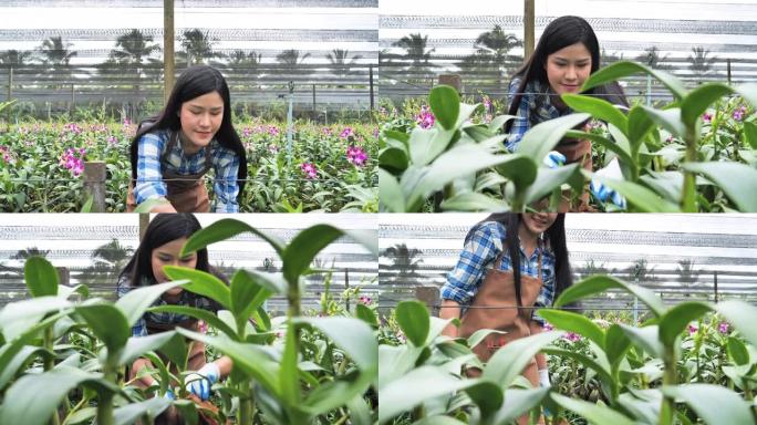 亚洲妇女正在亚洲的大型兰花园中种植兰花。