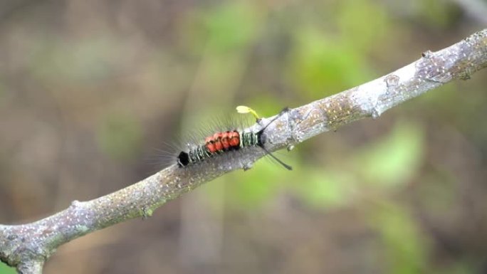 毛毛虫在树木，动物和野生动物的茎上移动，并带有自然视频镜头，树枝上的蠕虫