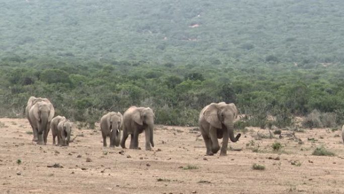非洲大象 (Loxodonta africana) 一家人排队，朝阿多国家公园的相机走去