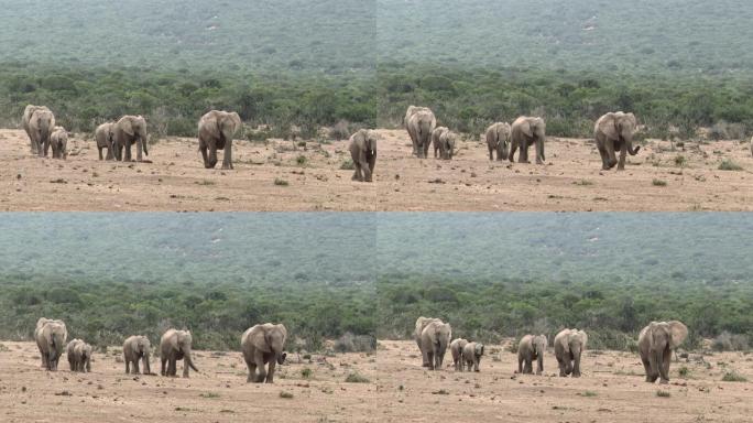 非洲大象 (Loxodonta africana) 一家人排队，朝阿多国家公园的相机走去