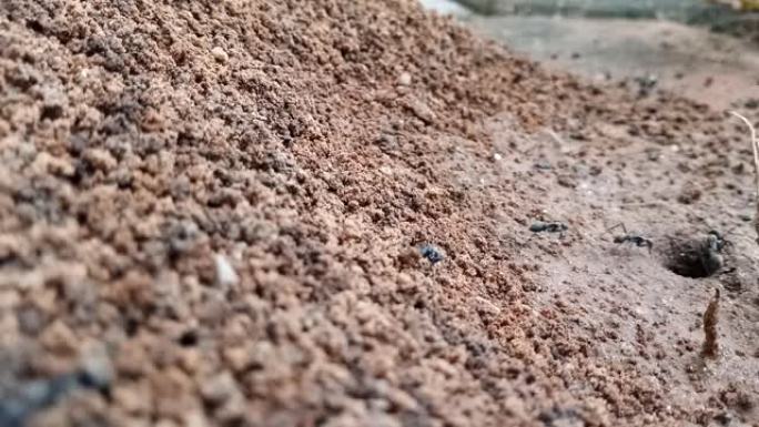 黑蚂蚁正在将土壤带出洞中