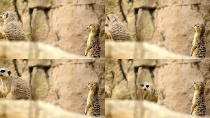 站在岩石上的猫鼬或Suricate (Suricata suricatta) 保持警惕。