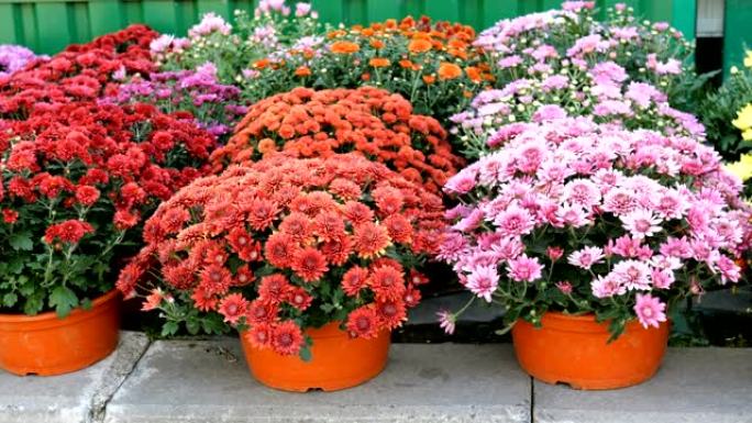 许多花盆里的多色新鲜充满活力的花朵在花店旁边一排排出售。