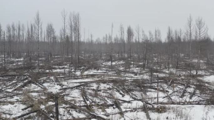 切尔诺贝利地区大火后的森林