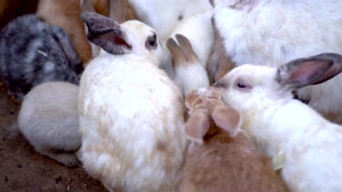 一群兔子在农场吃食物
