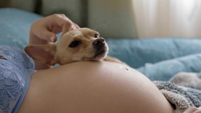 有趣的小狗把头放在孕妇肚子上