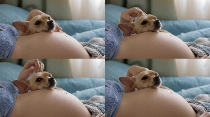 有趣的小狗把头放在孕妇肚子上