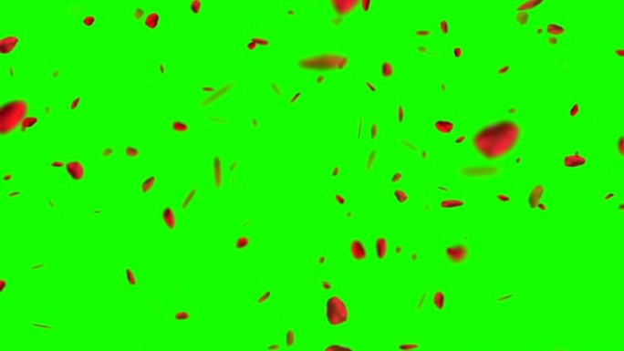 色键上飞舞的红玫瑰花瓣，绿屏背景，爱情和情人节