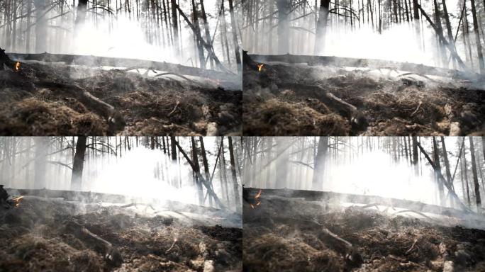 火灾后的森林。火灾后，烟雾从地球升起