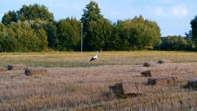 成年欧洲白鹳在农业领域行走和飞行。阳光明媚的夏日里的野鸟。