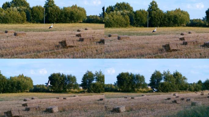 成年欧洲白鹳在农业领域行走和飞行。阳光明媚的夏日里的野鸟。