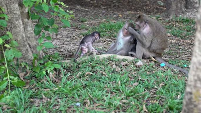 柬埔寨猕猴在暹粒吴哥窟看相机的慢动作