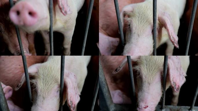 猪脸的特写。一群猪在不同品种和颜色的围栏里。农场里的猪。
