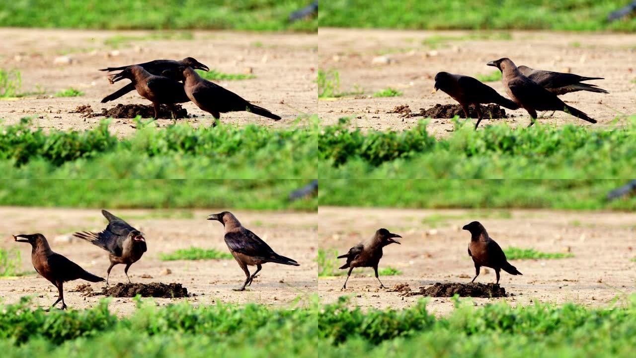 自然界中的乌鸦鸟