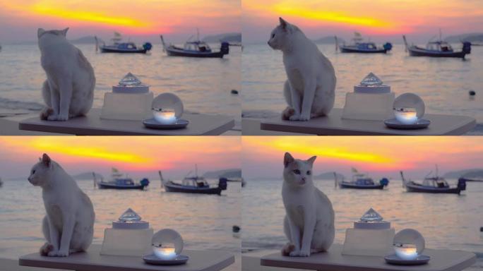 日出时海滩上的猫