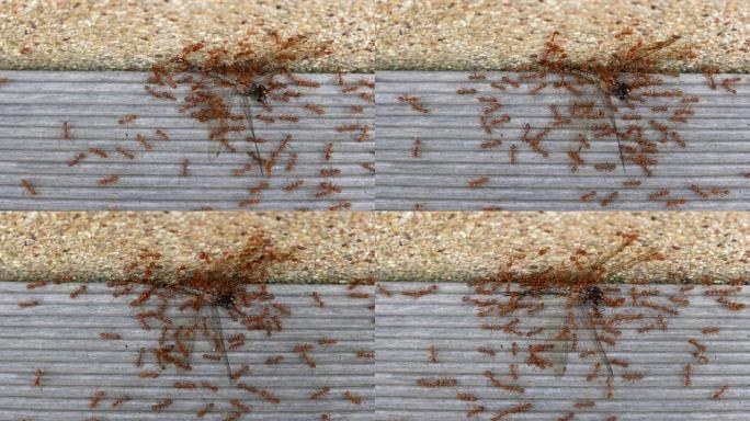 蚂蚁在木地板上移动蜻蜓