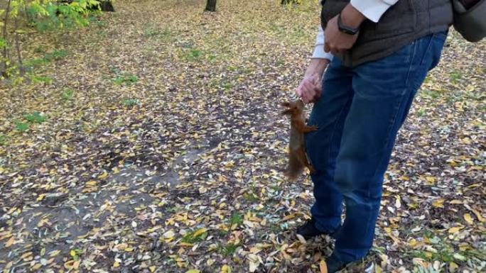 秋天，一个人在森林里喂一只松鼠。